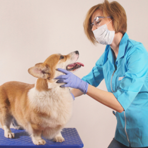 Oral cavity care