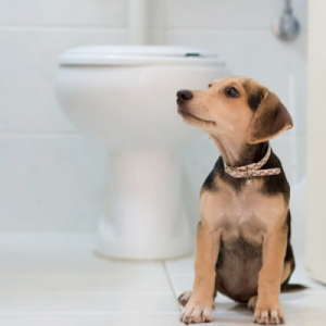Potty training
