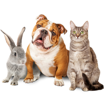 Animals