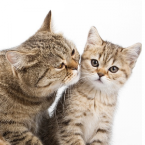 Cats and kittens