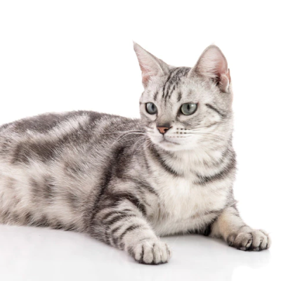 Pregnant and lactating female cats
