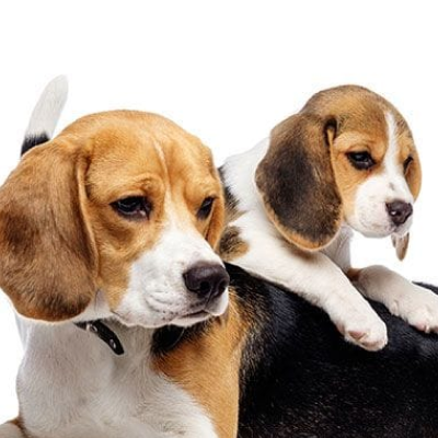 Dogs and puppies