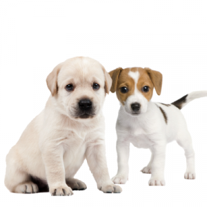 Puppies