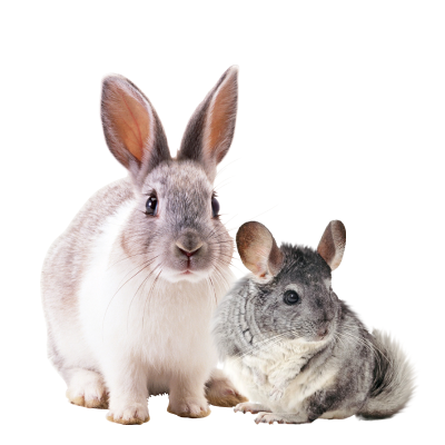 Rodents