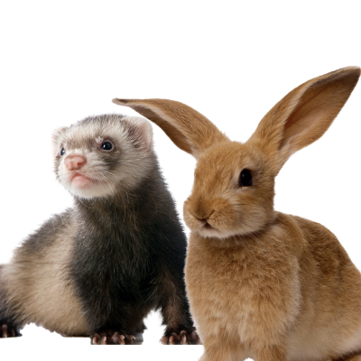 Fur animals