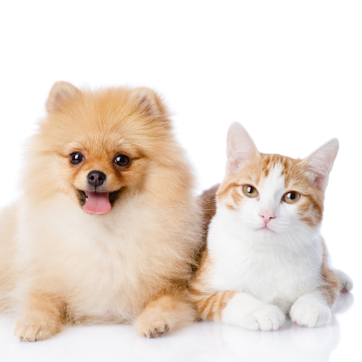 Universal (cats and dogs)