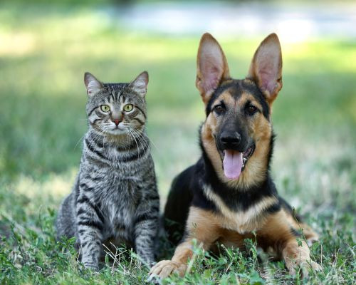 6 Tips for Pet Owners for the Summer