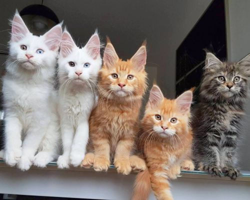 International Cat Show "Cvіt Paporoti" in Ternopil