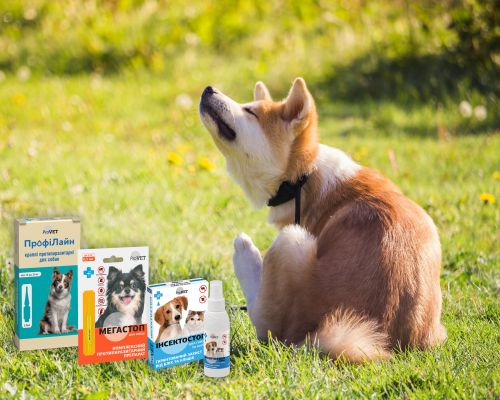 Ensuring Pet Safety During the Autumn Season