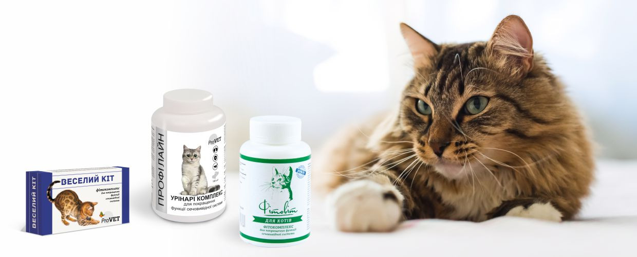 Proper care for castred or sterilized cats