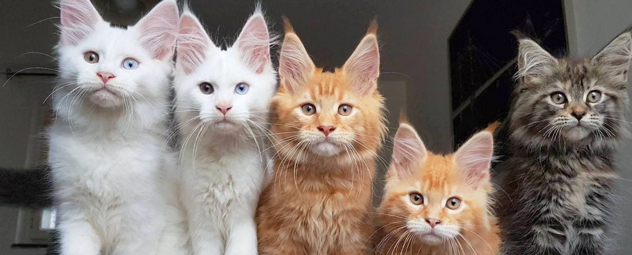 International Cat Show "Cvіt Paporoti" in Ternopil
