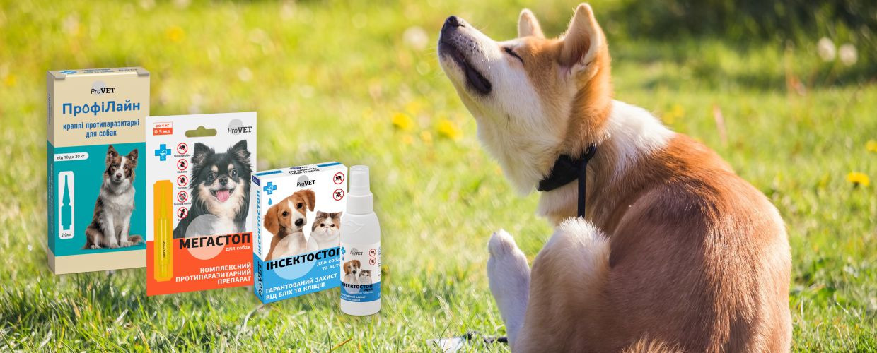 Ensuring Pet Safety During the Autumn Season